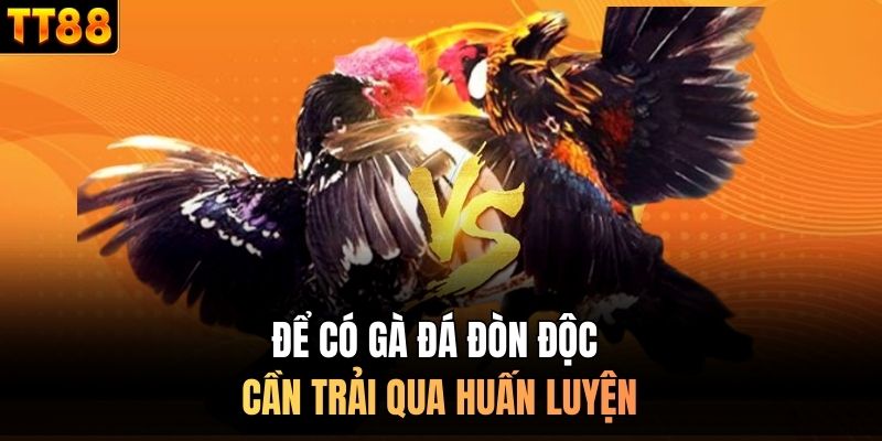 Để có gà đá đòn độc cần trải qua huấn luyện
