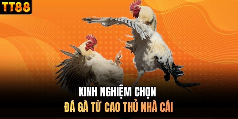 Kinh nghiệm chọn đá gà từ cao thủ nhà cái